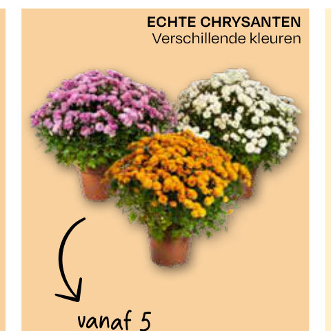 ECHTE CHRYSANTEN
