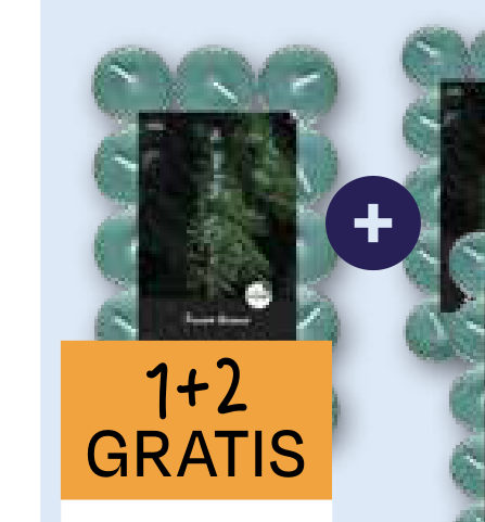 SPAAS GEURTHEELICHTEN