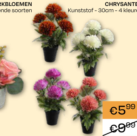 CHRYSANTEN